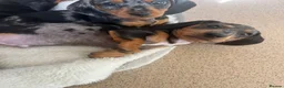 Miniature Dachshund dogs for sale: Beautiful KC registered puppies.  - Advert 21