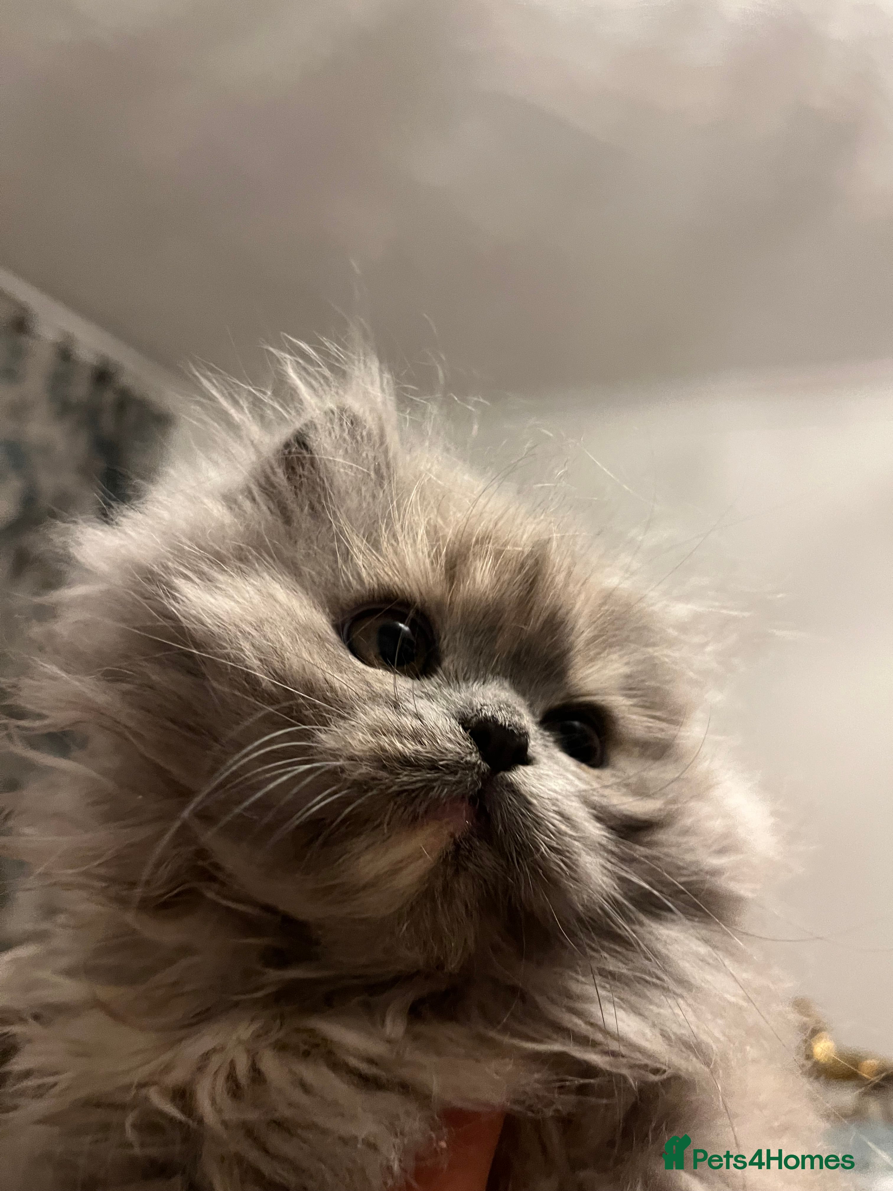 Persian cats Two Beautiful Blue Persian Kittens💙 - Advert 16