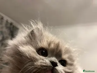 Persian cats Two Beautiful Blue Persian Kittens💙 - Advert 17