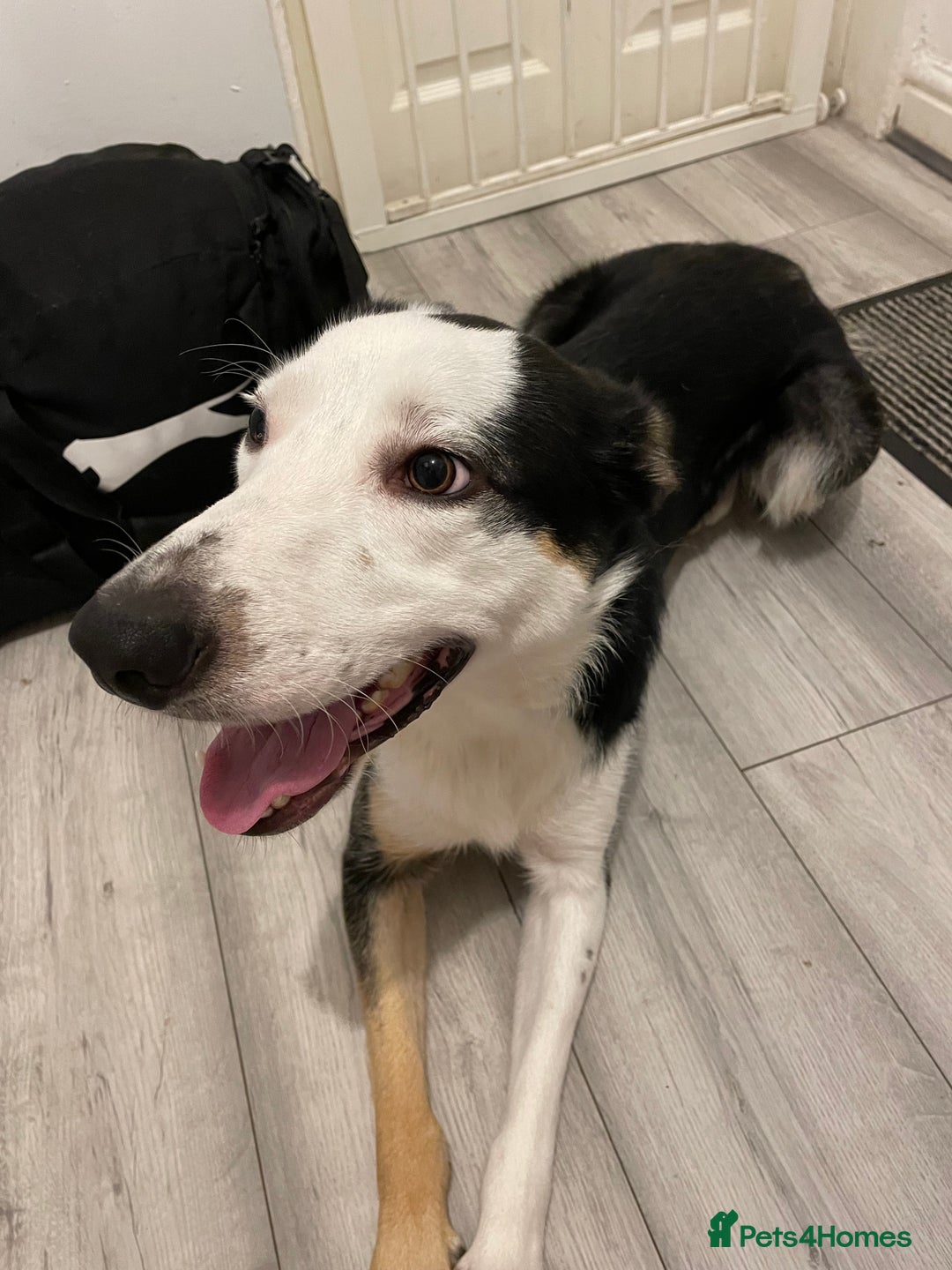 Border Collie dogs for sale: Finn the Border Collie  - Image 4