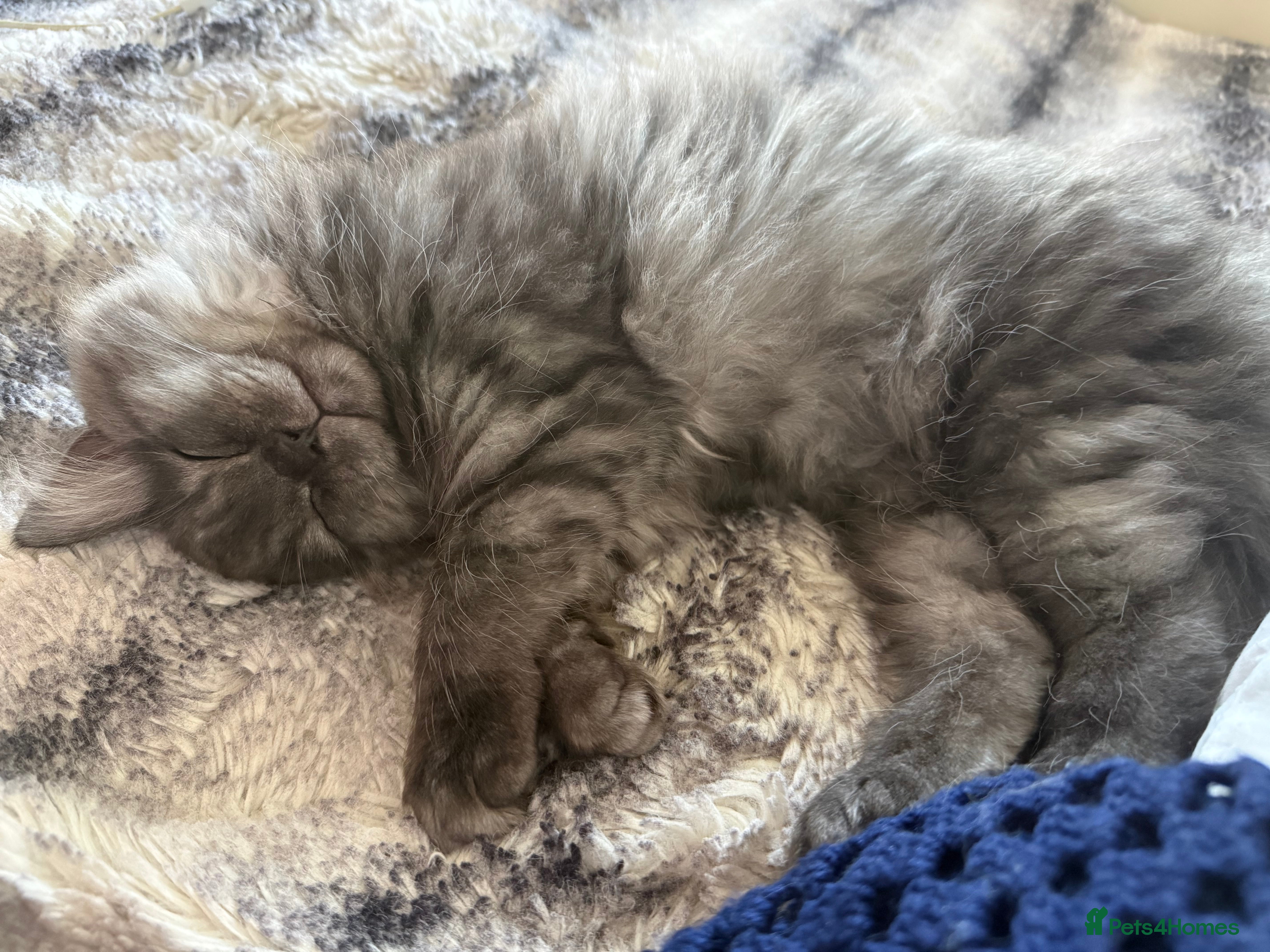 Persian cats Persian  - Advert 5