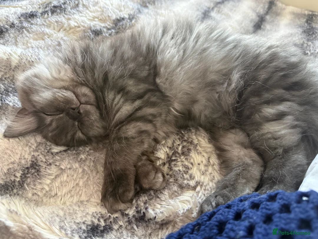 Persian cats for sale: Persian  - Advert 1