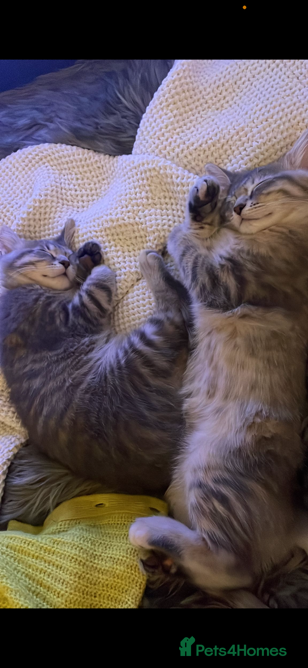 Mixed Breed cats for sale: Adorable female cats Looking for a Forever Home ! - Advert 11