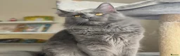 Maine Coon cats for stud: TICA Registered Active - Blue Smoke - Advert 5