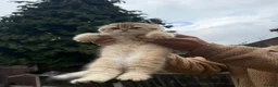 Scottish Fold cats for sale: British Shorthaired Golden Cats - Advert 13