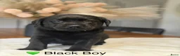 Labrador Retriever dogs for sale: Exceptionally health tested Kc reg Labrador pups - Advert 15