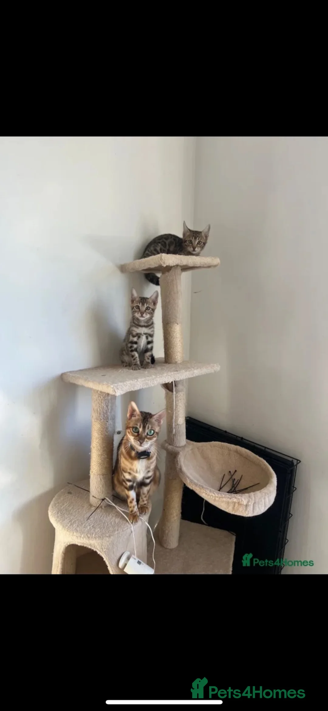 Bengal cats for sale: Two Bengals READY for their forever homes  - Advert 2