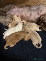 Shih Tzu dogs in Nottingham - Advert 2