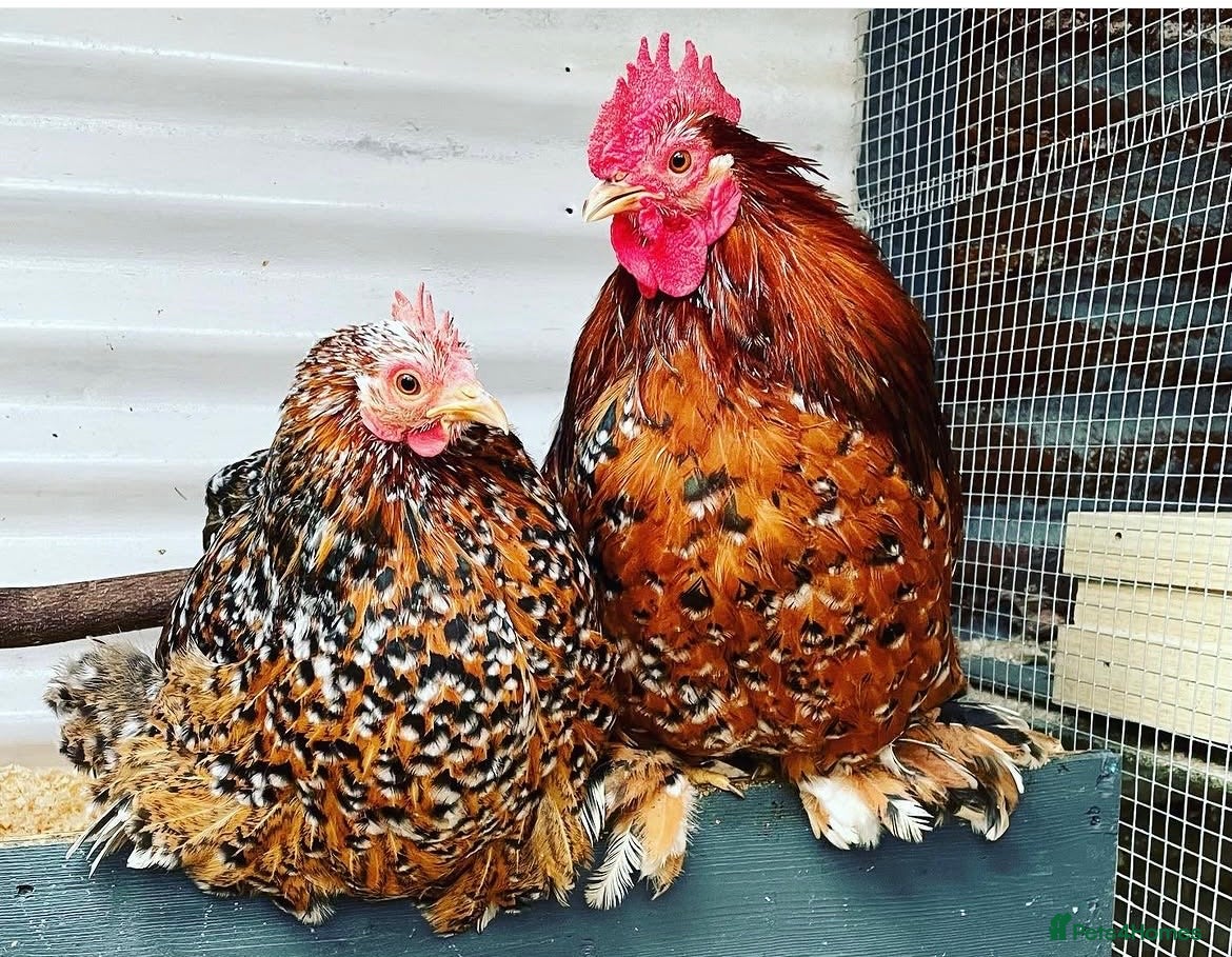Chickens poultry for sale: Pekin Bantams  in Woking - Advert 1