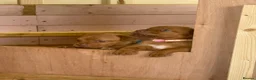 Dogue De Bordeaux dogs for sale: Dogue de bordeux puppies  - Advert 28
