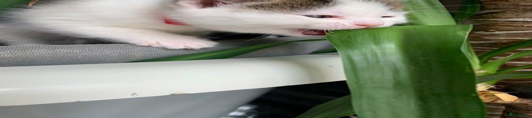 Red Collar, White and Tabby spots, Girl 2