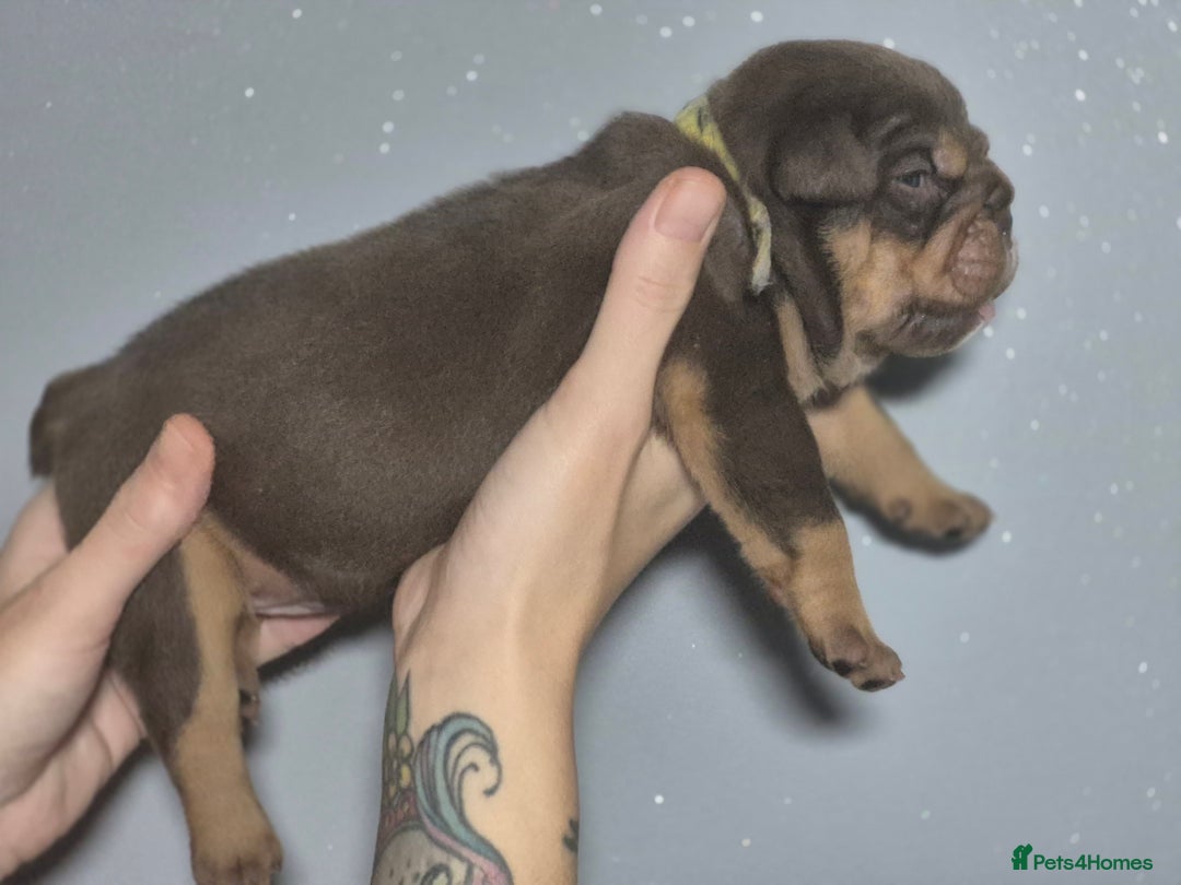 English Bulldog dogs for sale: Beautiful Litter Of New English Bulldog Puppies - Image 10