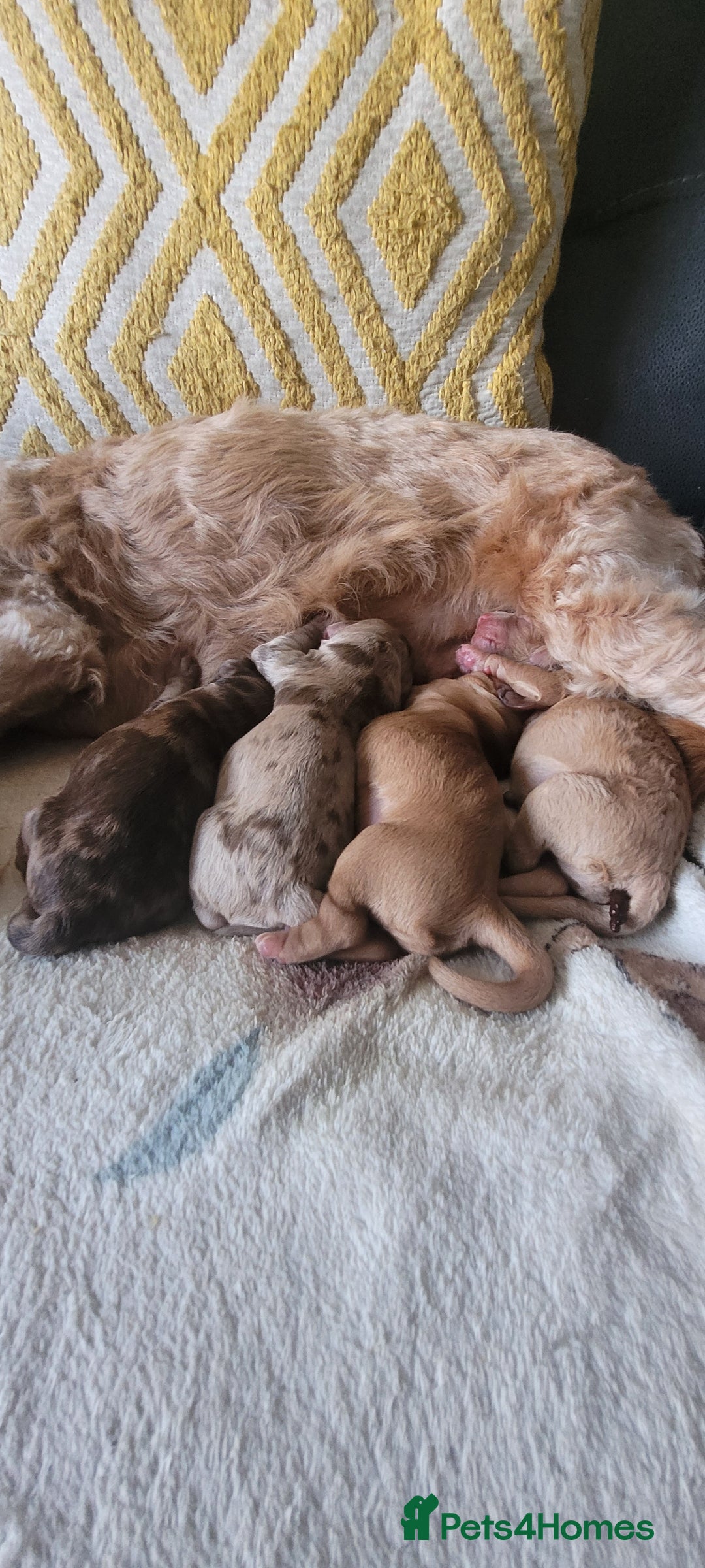 Cockapoo dogs for sale: F3b Merle Cockapoos - Image 1