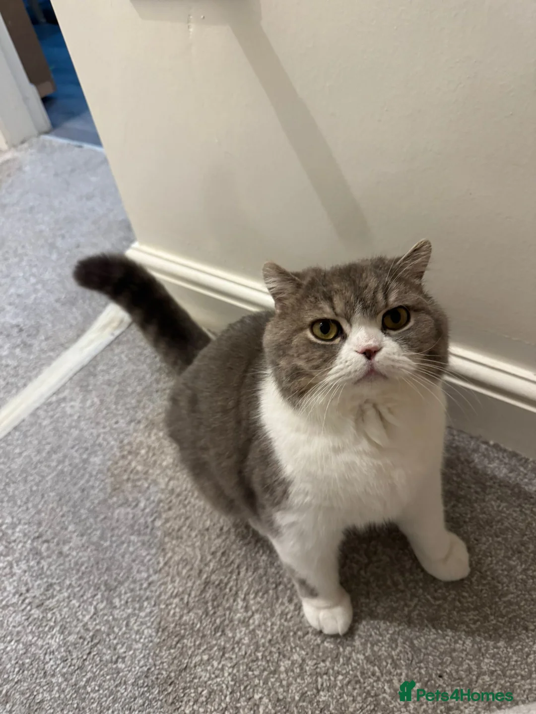 British Shorthair cats for sale: British short haired for sale  - Advert 2