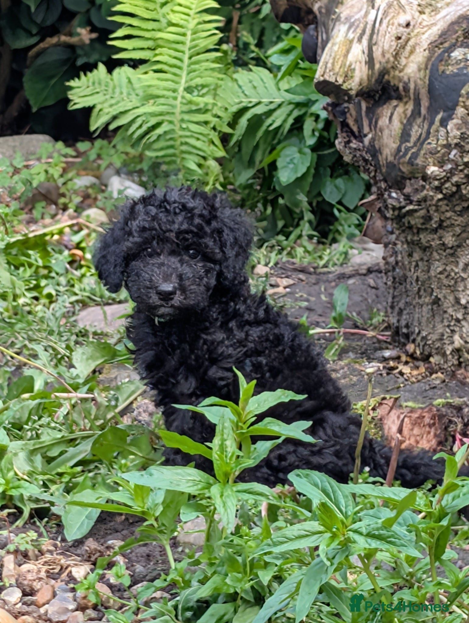 Cockapoo dogs F2b cockapoo pups health test parents - Advert 2