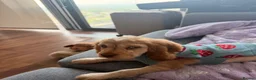 Cocker Spaniel dogs for sale: Cocker Spaniel  in Woking - Advert 3