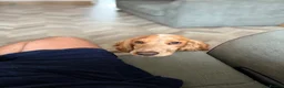 Cocker Spaniel dogs for sale: Beautiful Cocker boy - Advert 11