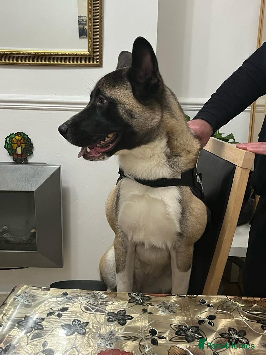 Huskita dogs for sale: Nella  - Image 2