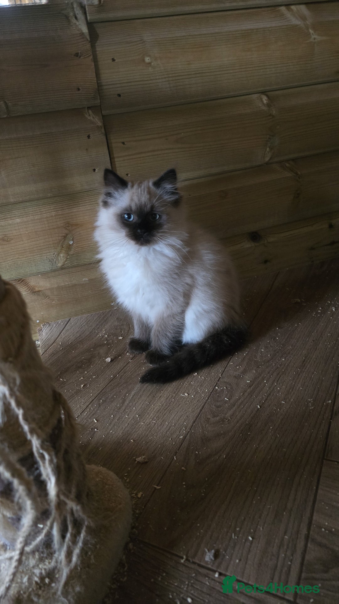 Ragdoll cats for sale: Captain Tom - Image 5