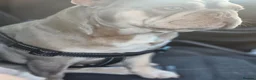 French Bulldog dogs for stud: New shade & tan carrying fluffy & cream - Advert 5