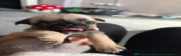 Pug dogs for sale: BEAUTIFUL PUG PUPPIES – NOW AVAILABLE TWO LEFT  - Advert 7