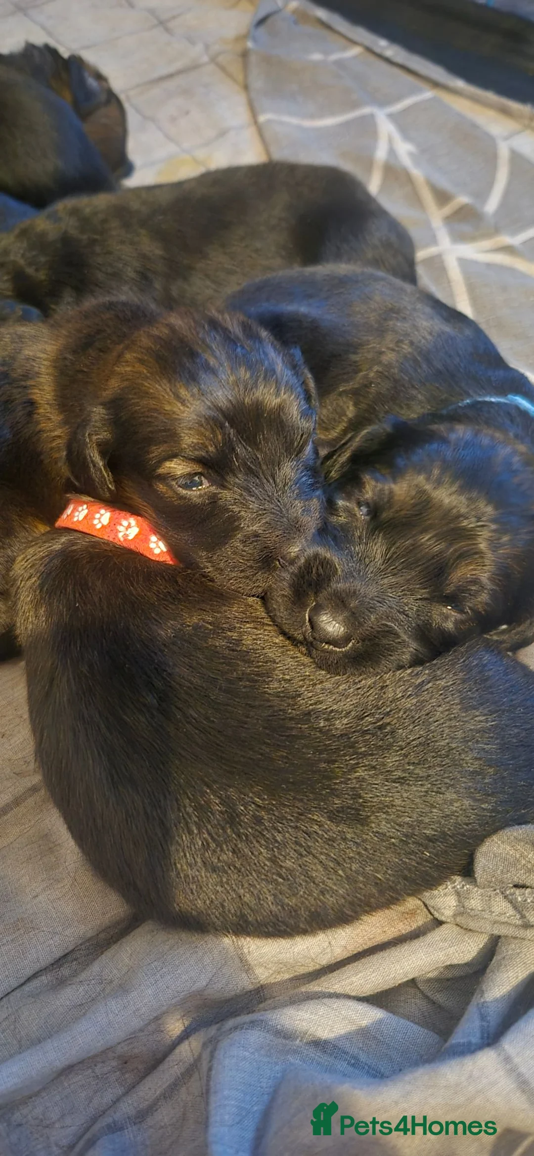 Sprocker dogs for sale: Beautiful sprocker puppies  - Advert 28