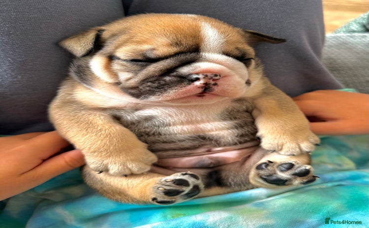 English Bulldog dogs - Advert 1