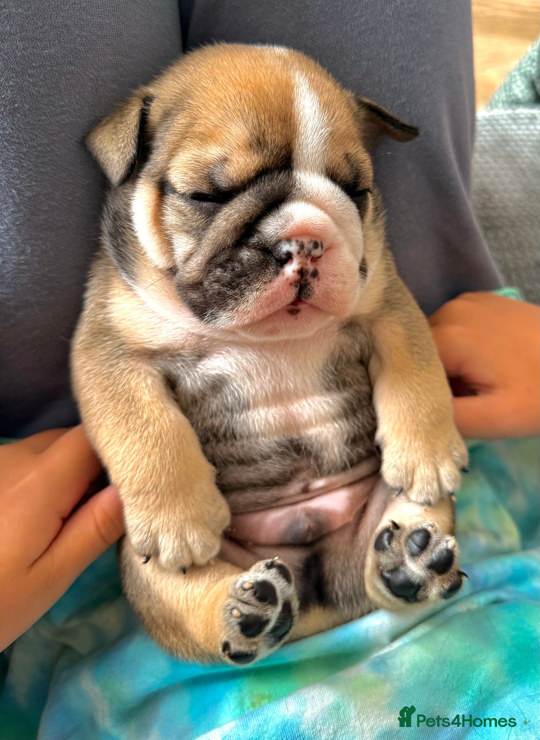 English Bulldog dogs for sale: KC Reg English Bulldog Pups - Image 1
