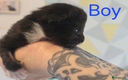 Mixed Breed cats for sale: Adorable Kittens Looking for Their Forever Homes - Image 7