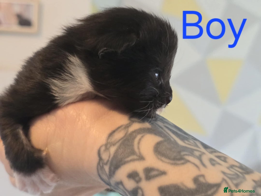 Mixed Breed cats for sale: Adorable Kittens Looking for Their Forever Homes - Image 7