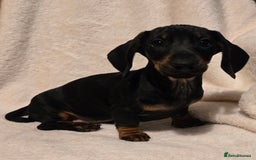 Miniature Dachshund dogs for sale: Ready Now super litter of Dashund puppies - Image 5
