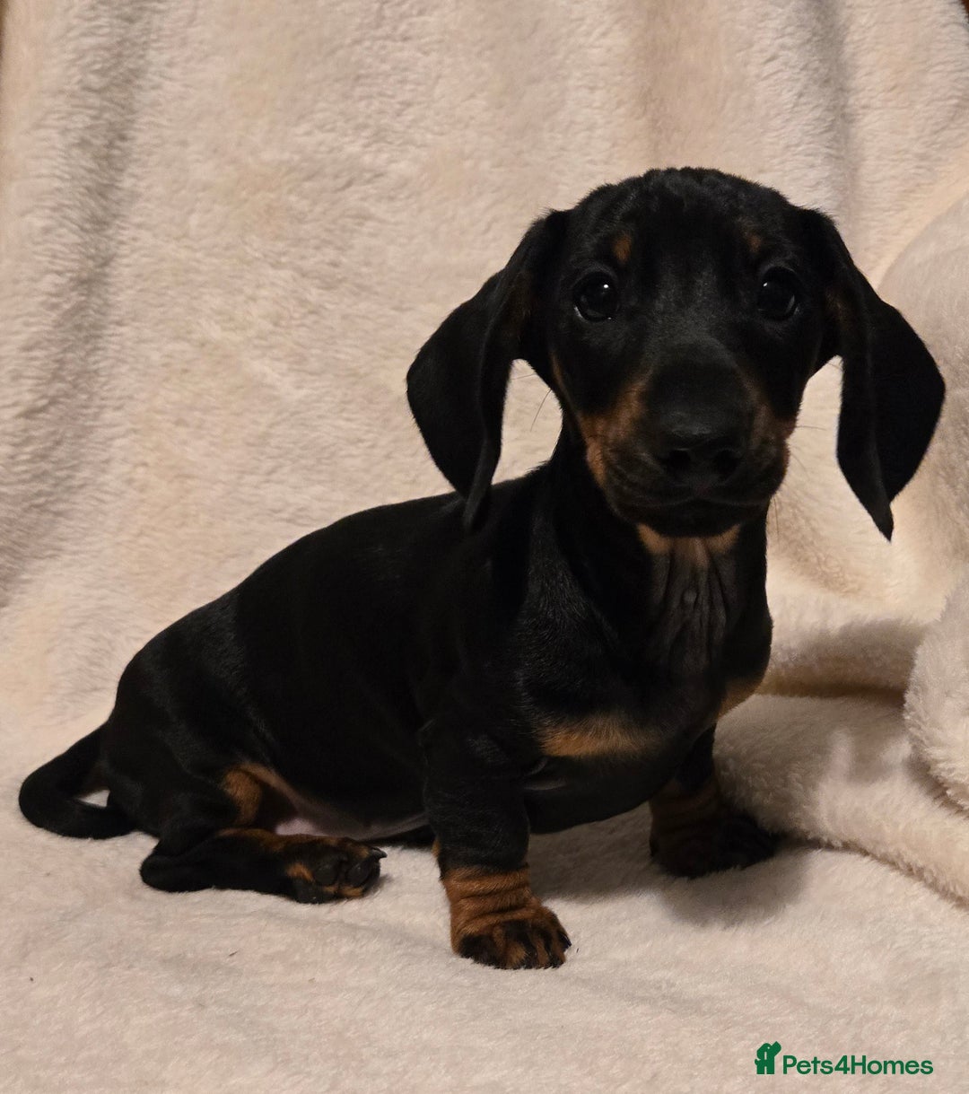 Miniature Dachshund dogs for sale: Ready Now super litter of Dashund puppies - Image 5