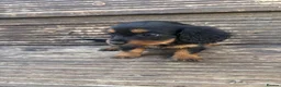 Mixed Breed dogs for sale: DASHALIER PUPPIES Cavalier X dachshund in Saffron Walden - Advert 12
