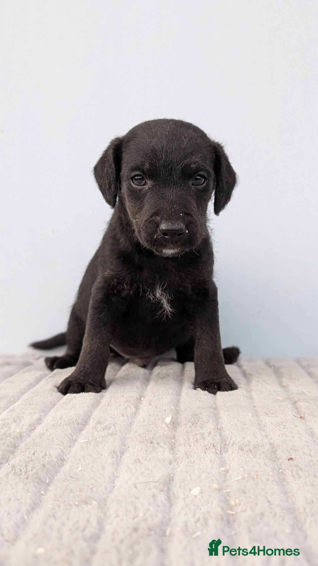 Mixed Breed dogs for sale: 2 Terrier boys - Advert 6