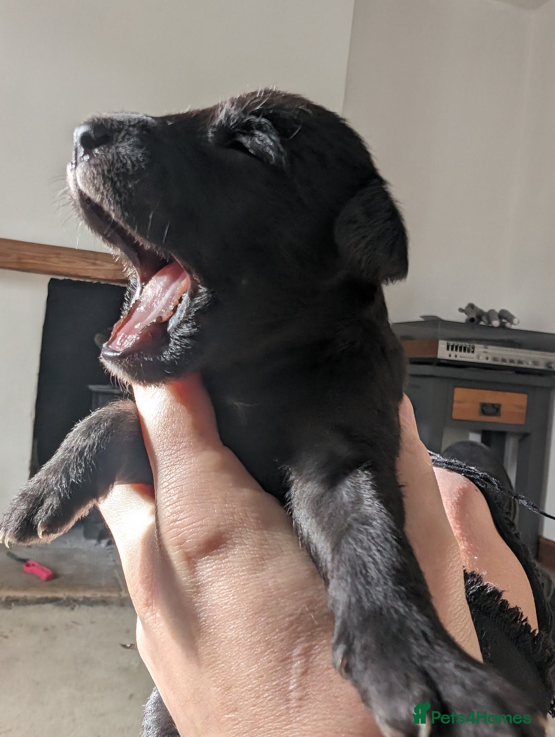 Mixed Breed dogs for sale: Highest Quality Bedlington Whippets  - Advert 1