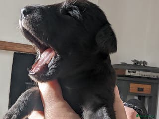 Mixed Breed dogs Highest Quality Bedlington Whippets - Advert 1