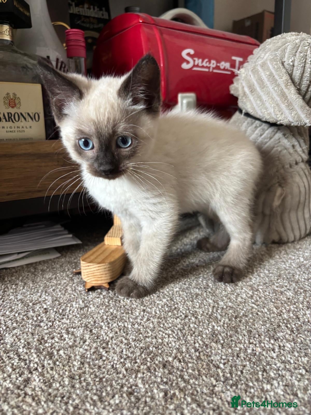 Mixed Breed cats Beautiful ragdoll cross kittens - Advert 1