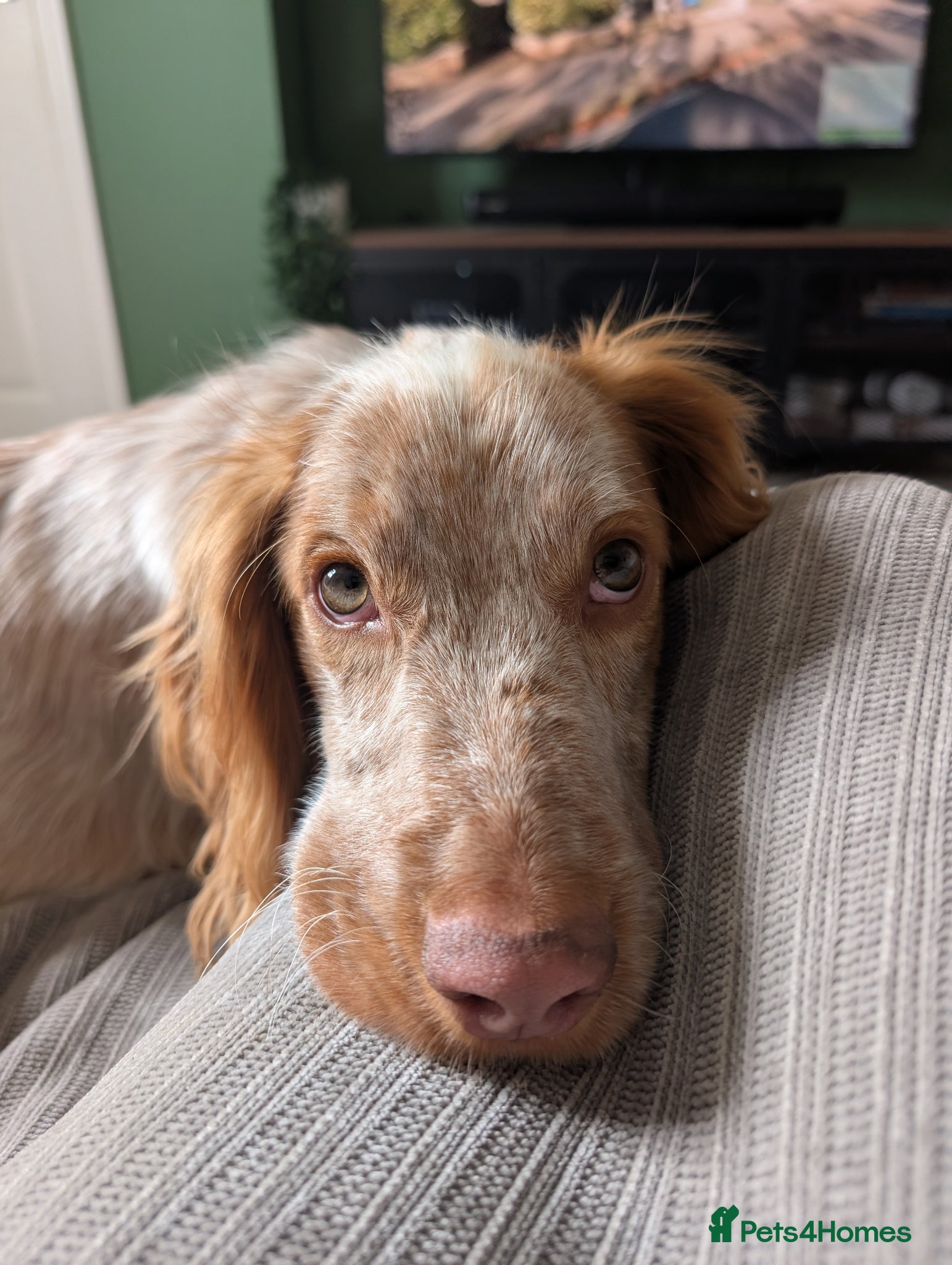 Cocker Spaniel dogs 9 Month old cocker spaniel needs rehoming - Advert 1