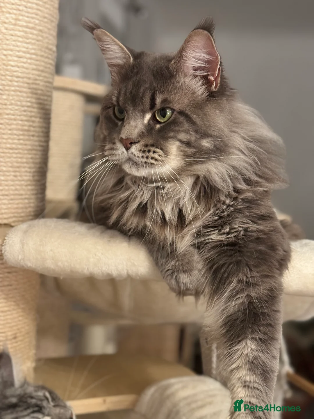 Maine Coon cats for stud: 🔥Beautiful stud Maine Coon ❤️ in Northampton - Advert 12