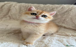 British Shorthair cats for sale: 🔥Exceptional GCCF pedigree golden BSH - Image 8
