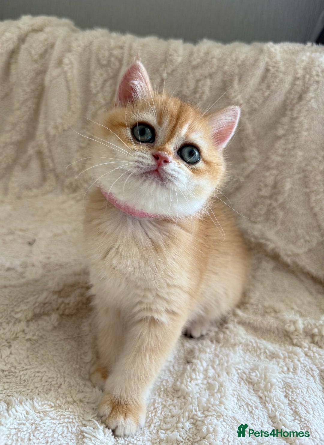 British Shorthair cats for sale: 🔥Exceptional GCCF pedigree golden BSH - Image 8