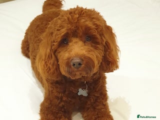 Cockapoo dogs in King's Lynn - Advert 3