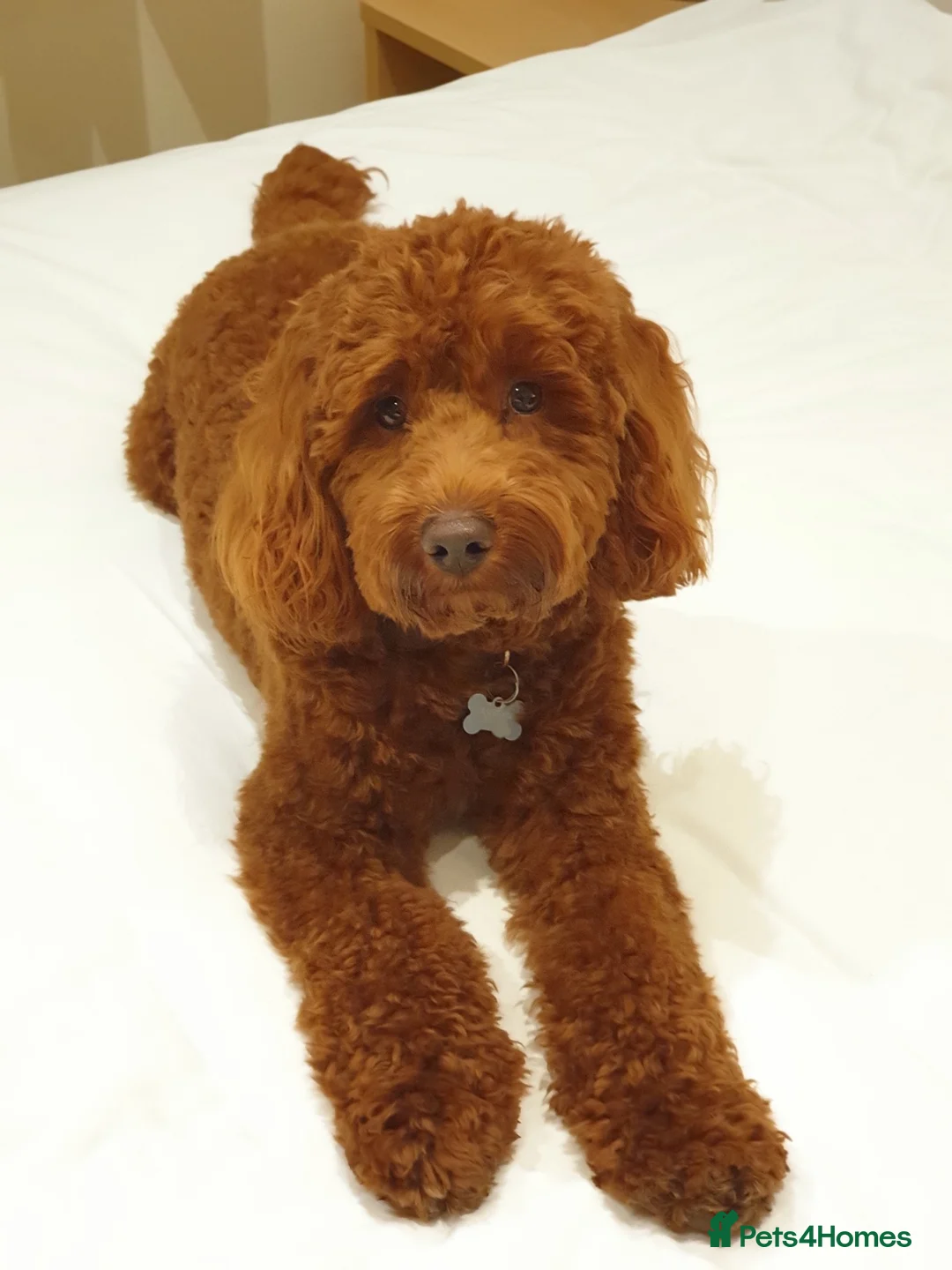 Cockapoo dogs for stud: Stunning Cockapoo For Stud in King's Lynn - Advert 1