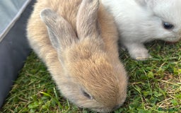 Mini Lop rabbits for sale: Bunny’s ready for 5 star homes  - Image 2