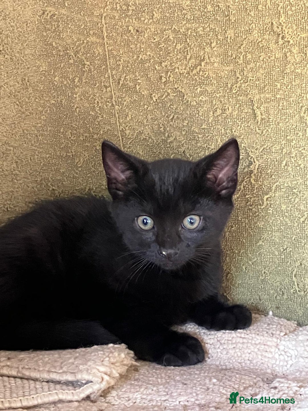 Mixed Breed cats for sale: Farm Reared Kittens x 4 - Image 9