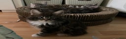 Maine Coon cats for sale: Maine Coon kittens - Advert 7