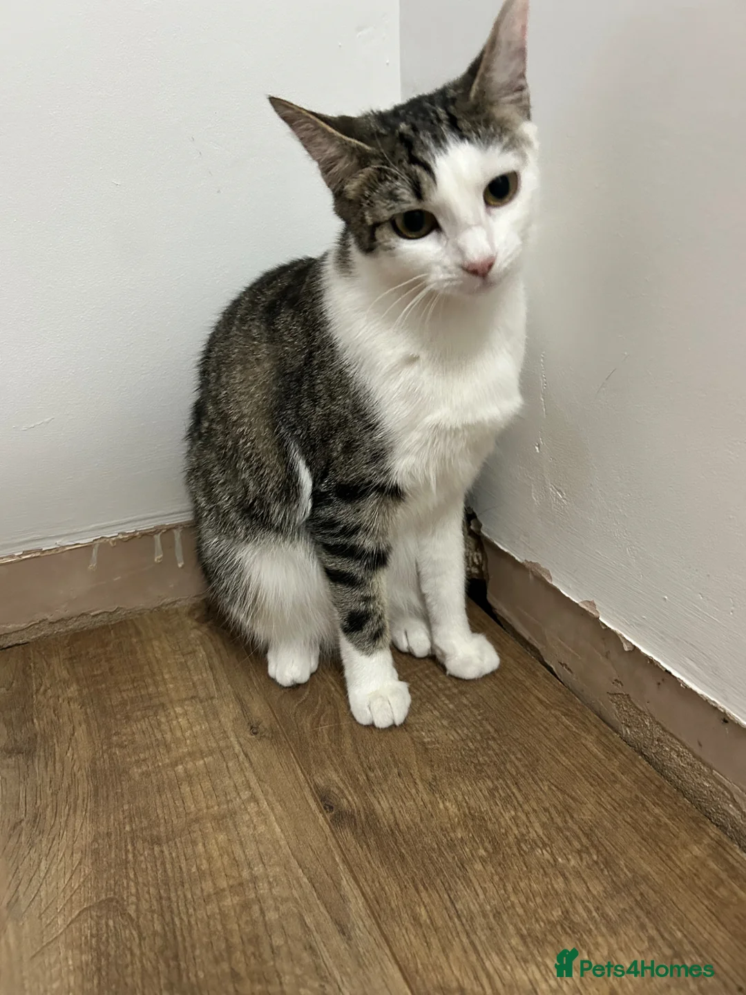 Mixed Breed cats for sale: Siblings cats - Advert 1
