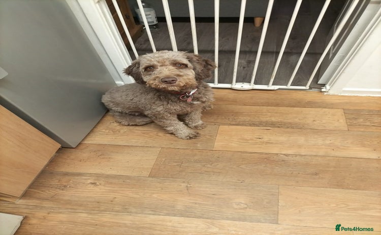 Cockapoo dogs for sale - Advert 1