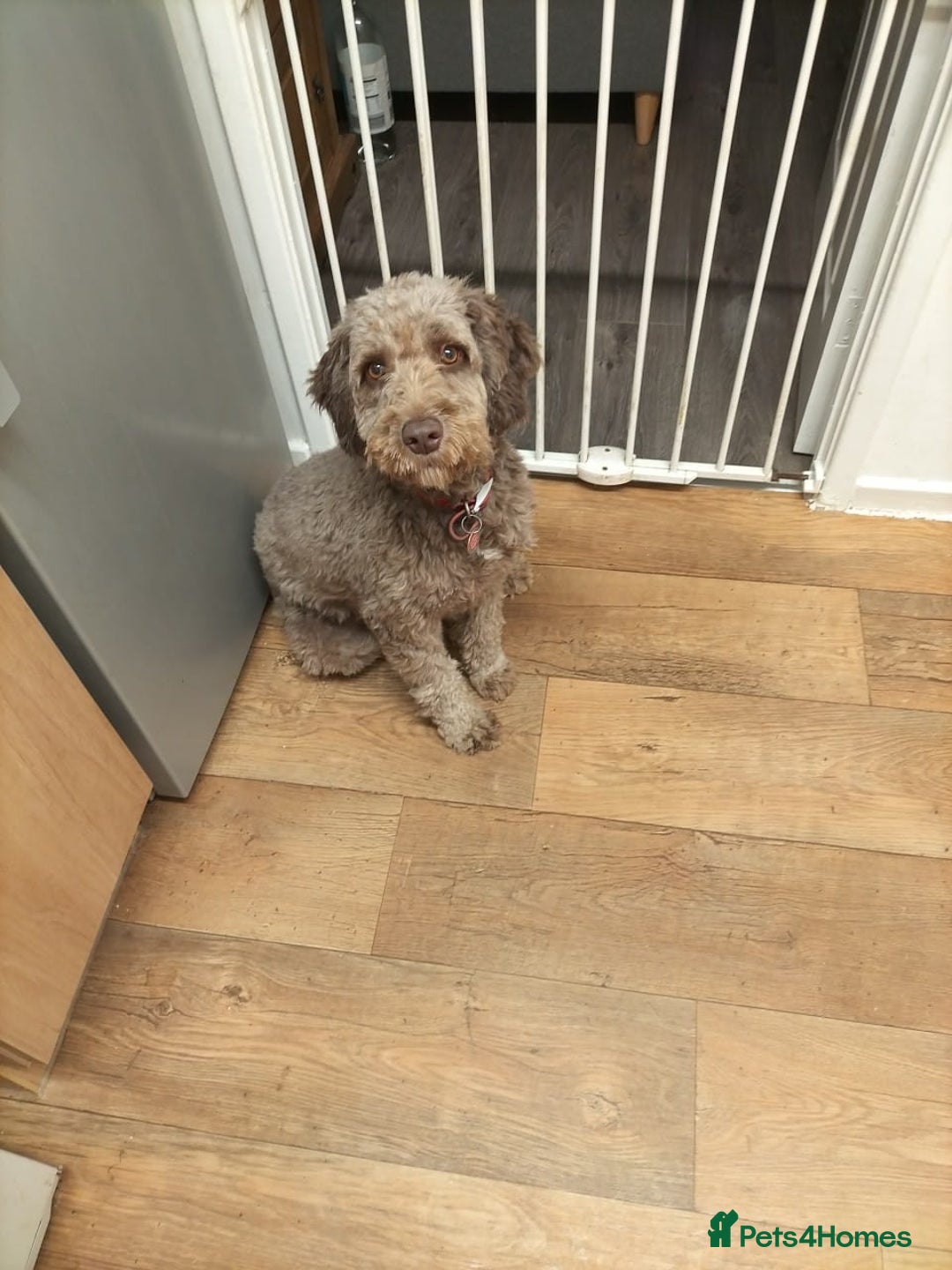 Cockapoo dogs for sale: 3 year old cockapoo - Image 1