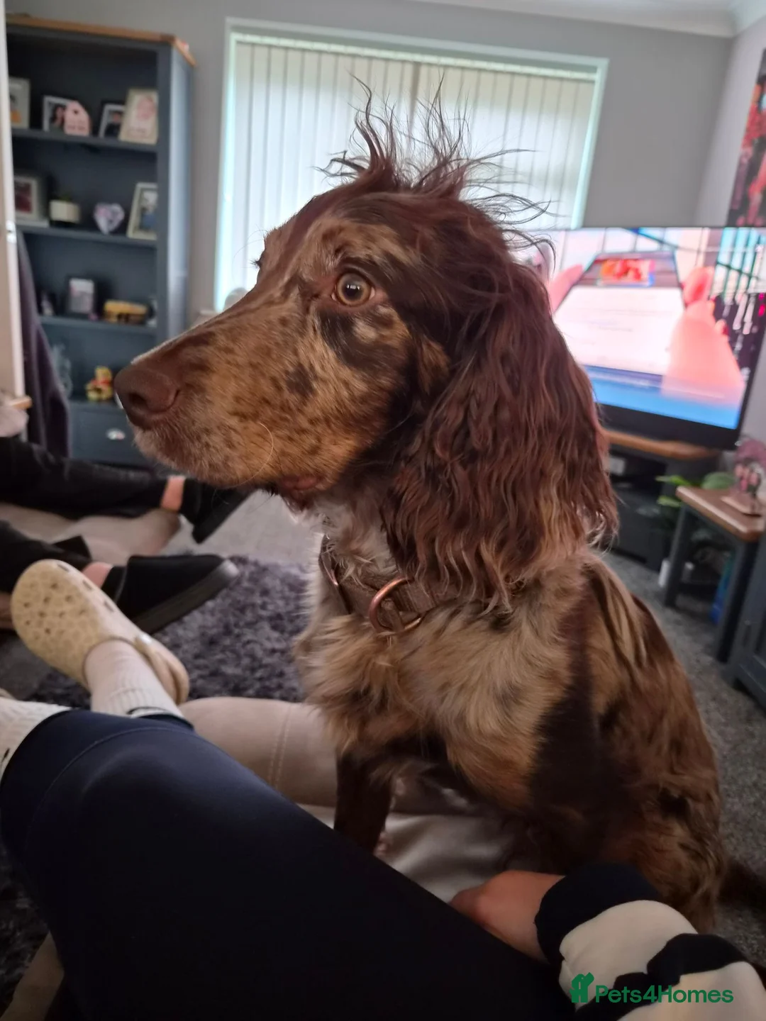 Cocker Spaniel dogs for sale: Looking for a forever home - Advert 2